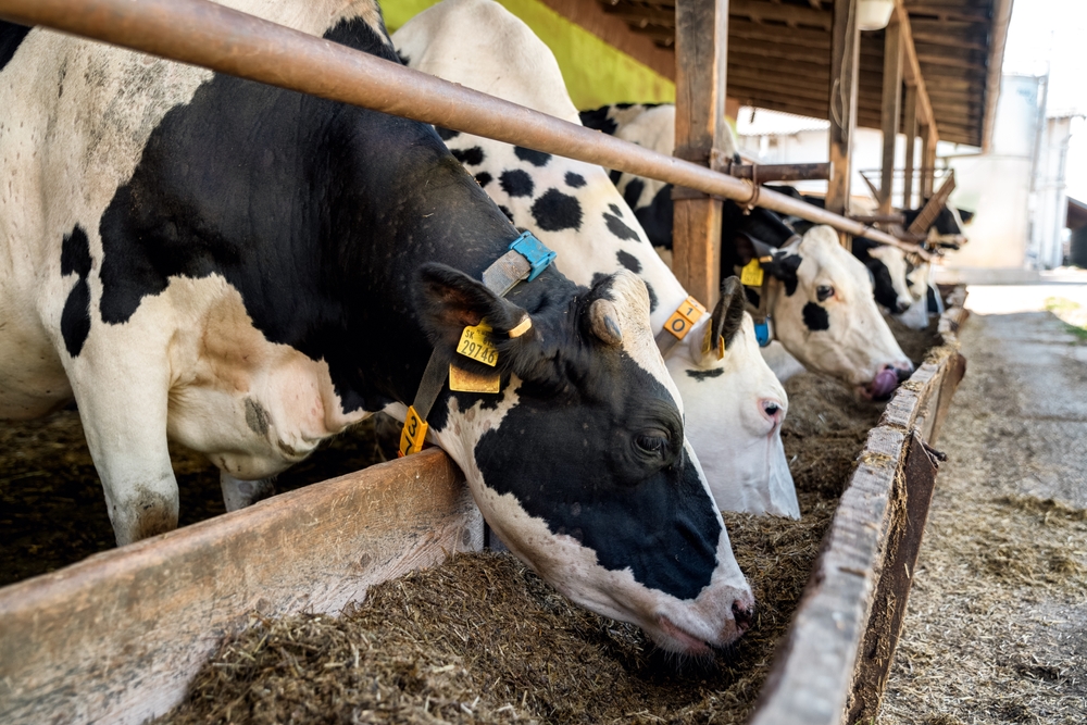 Επιστολή προς τα αρμόδια Υπουργεία για άμεσα προληπτικά μέτρα έναντι του αφθώδους πυρετού